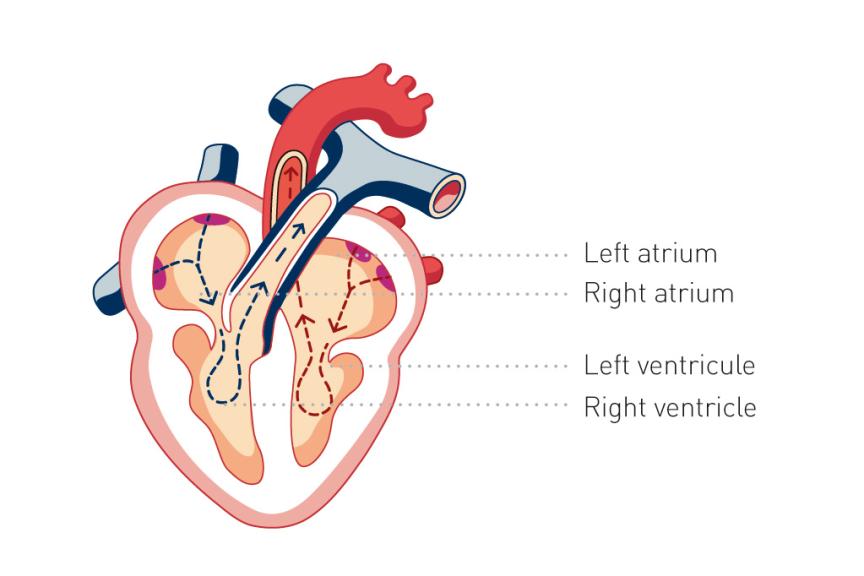 Understanding the Heart: Ventricles